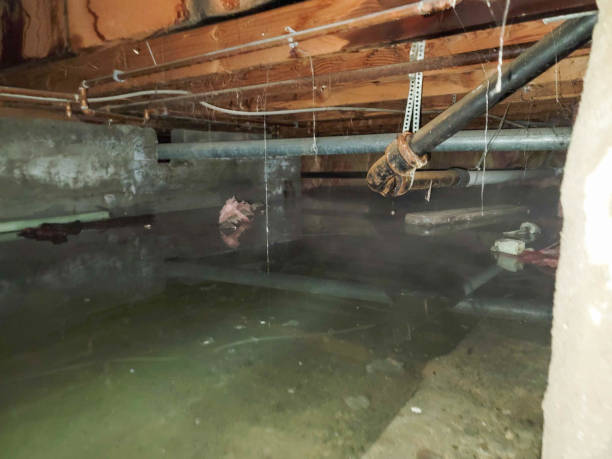 Best Professional water damage repair  in Mcsherrystown, PA